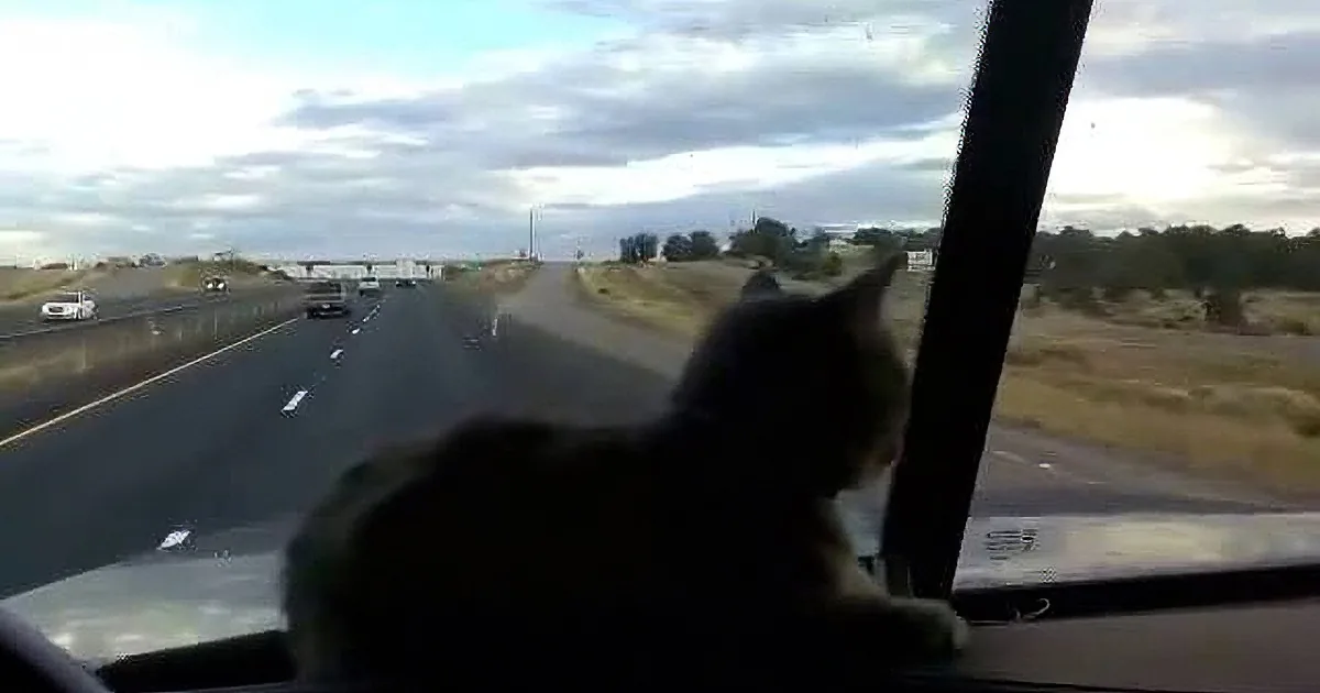 Little Cat Loves Truck Rides, Watch What Happens When He Sees an Overpass!