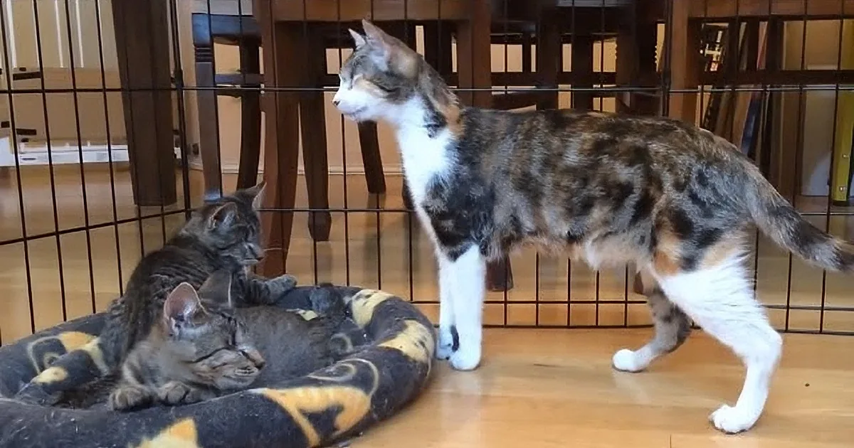 A calico cat stands over another cat lounging on a patterned blanket near a wire fence.