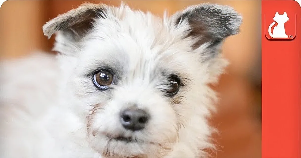 A close-up of a fluffy white dog with brown eyes and perked-up ears.