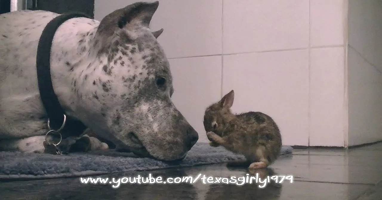 This Pit Bull Rescued a Baby Bunny. What He Does Next Will Melt Your Heart! Aww!