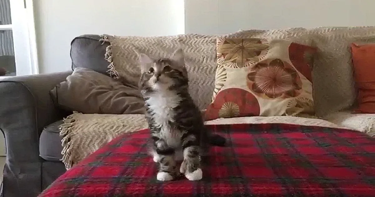 This Kitten Hears Her Favorite Song Play. What She Does? You Have to See This!
