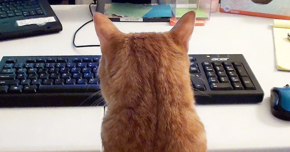 An orange cat sits at a desk, facing a computer keyboard, with a blue mouse nearby.