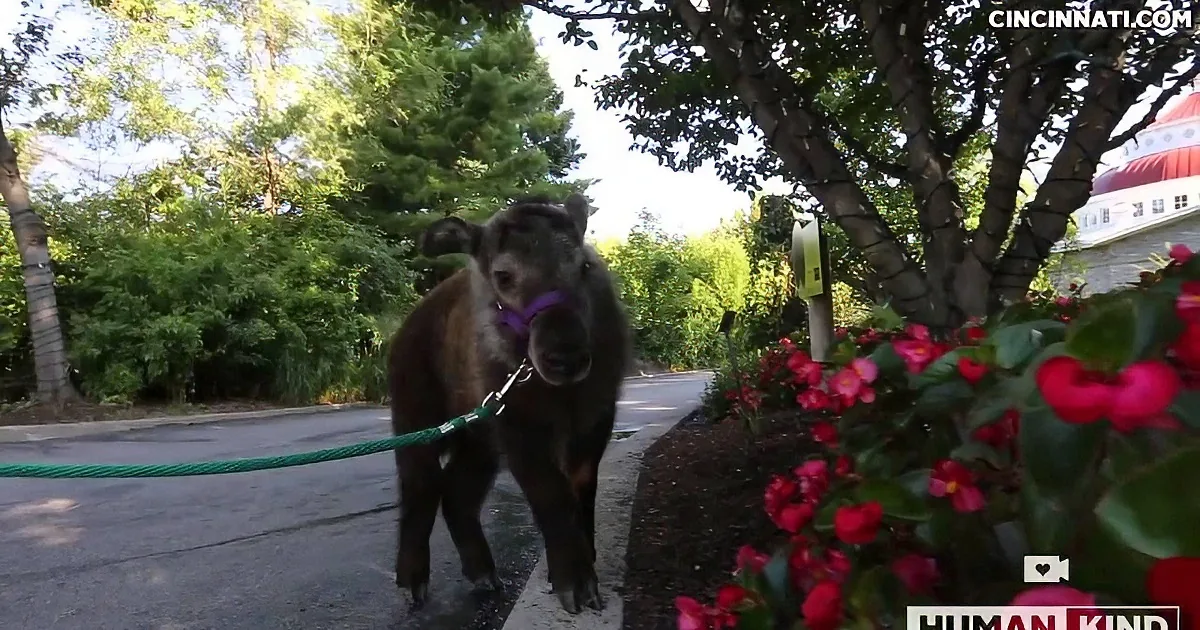 A donkey wearing a purple harness walks on a sidewalk near red flowers and trees.