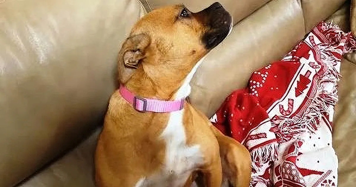 A brown and white dog wearing a pink collar is lying on a beige couch, looking up.