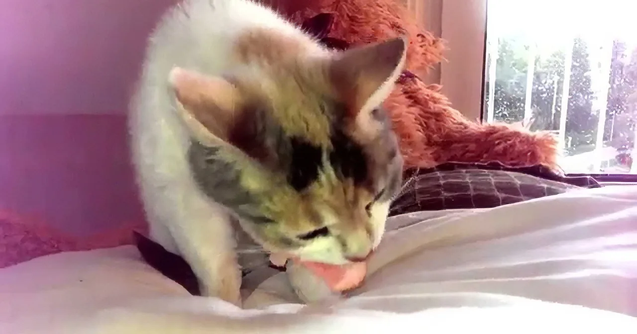 Watch What This Sleeping Kitty Does When He Gets a Tasty Wake up Call! LOL!
