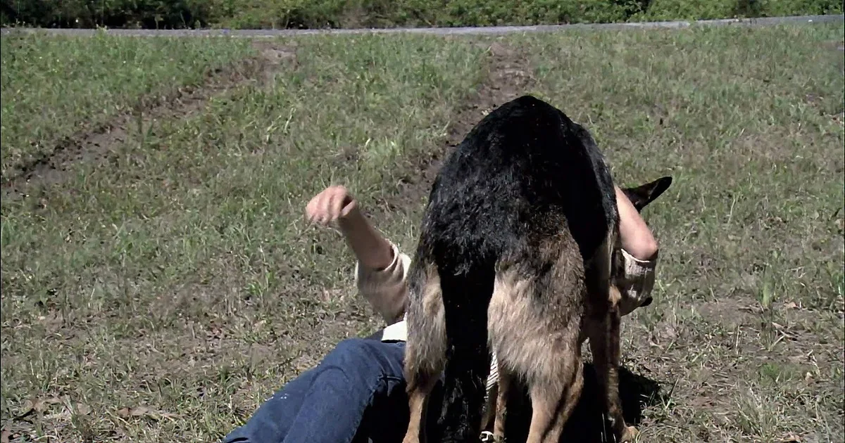 A person lies on grass with a German Shepherd dog, both facing away from the camera.