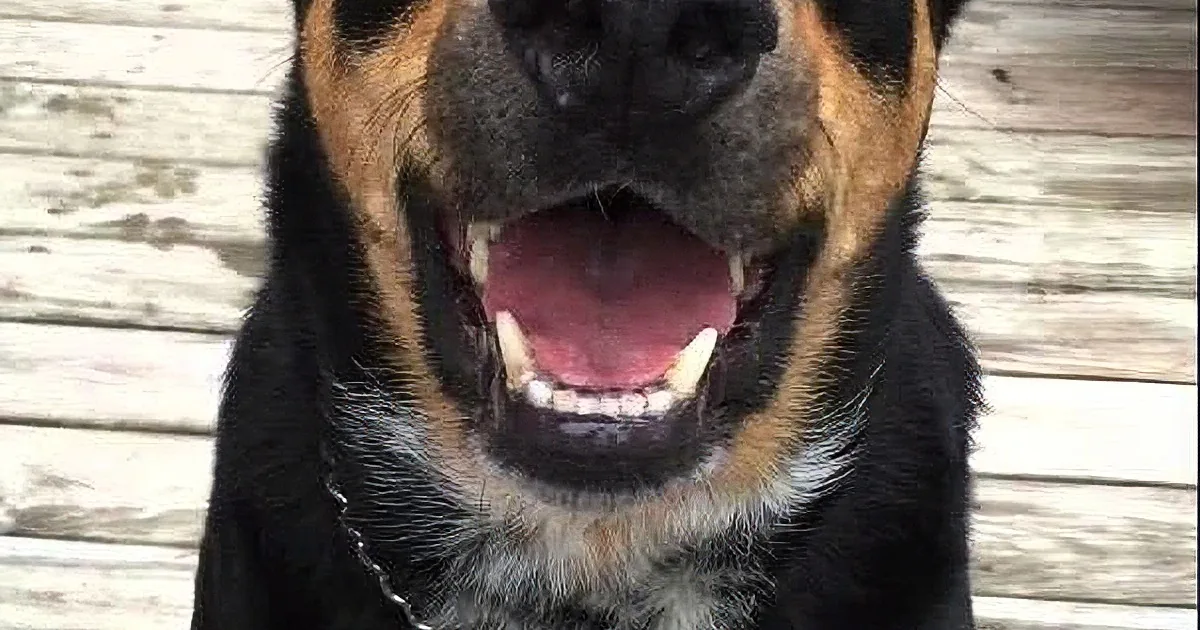 A happy dog with a black and brown coat, wearing a collar, is smiling with its mouth open on a wooden deck.