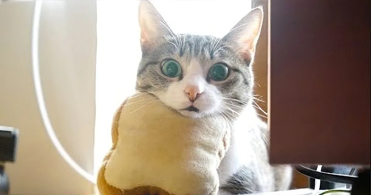 A curious cat with large eyes and a yellow blanket, sitting in a room with a white wall and a dark door.