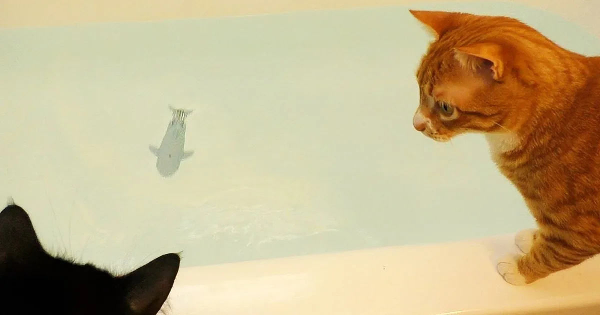An orange tabby cat and a black cat are looking at each other across a bathtub, with the orange cat's reflection visible...