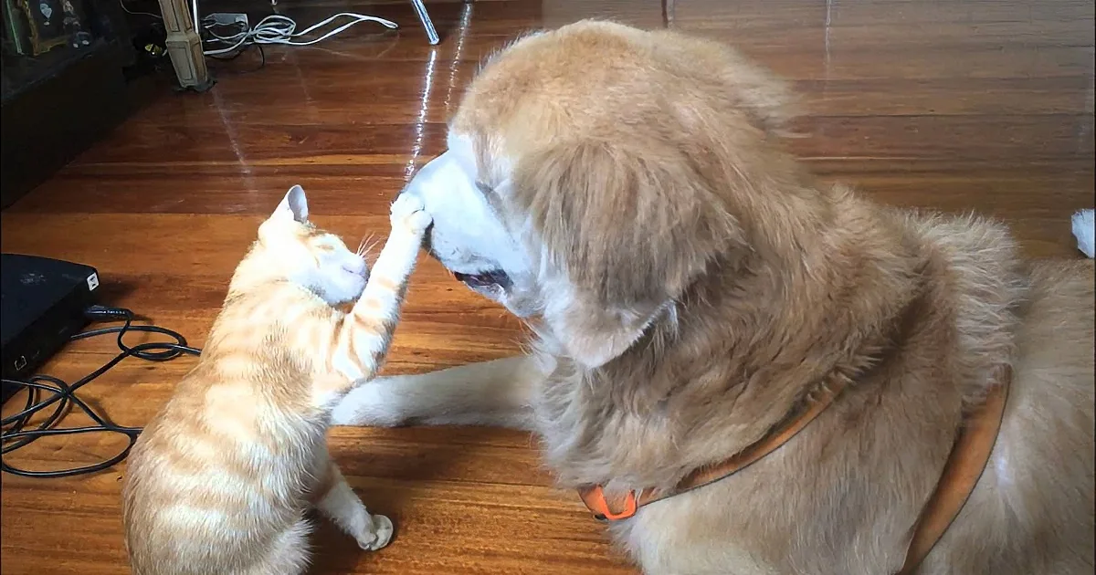 A golden retriever and a tabby cat are playfully interacting on a wooden floor.