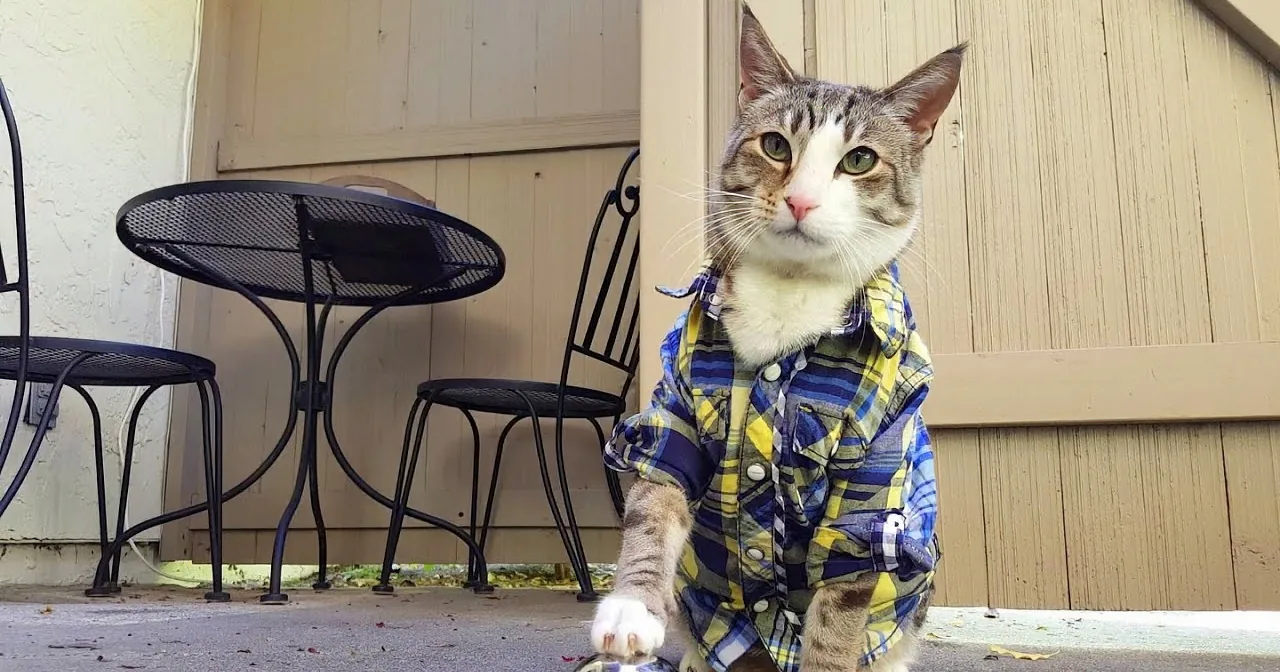 A cat wearing a plaid shirt sits on a concrete surface near a patio table and chairs.