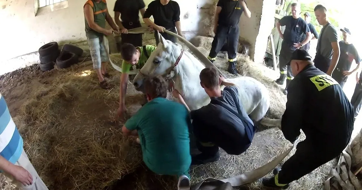 A group of people are working on a white horse in a barn, with hay and tires visible in the background.