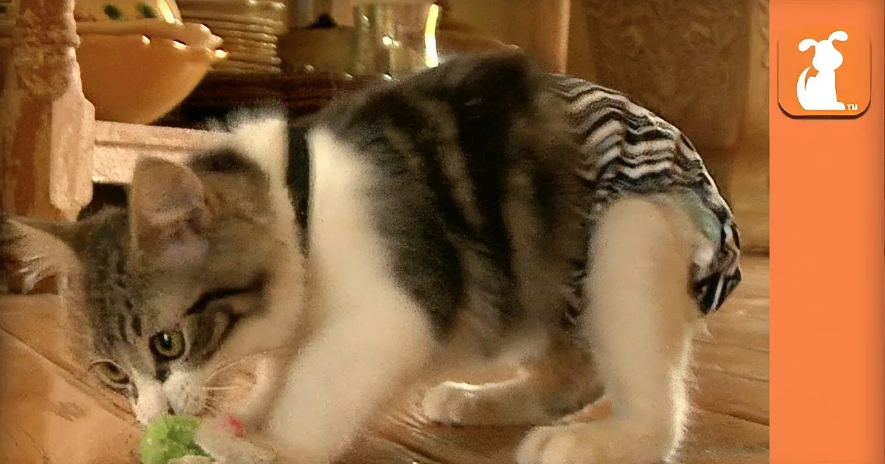 The Power of the Internet Gave This Special Needs Kitten Loving Forever Home!