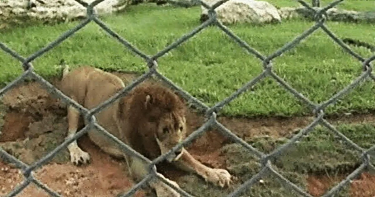 A lion lies on the ground behind a chain-link fence, appearing to rest or stretch.