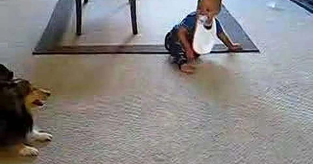 A baby crawls on a carpeted floor, with a dog lying nearby, both appearing to be in a home setting.