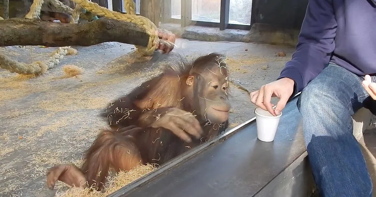 An orangutan sits on straw-covered ground, observing a person holding a cup near a wooden barrier.