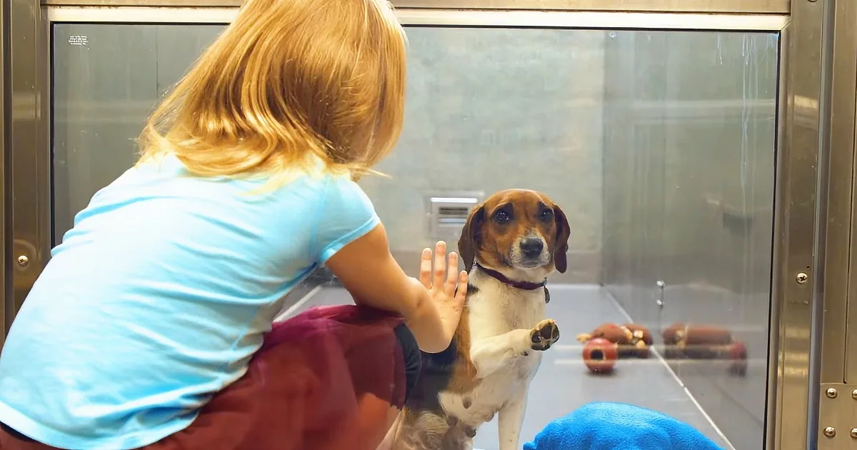 A child in a blue shirt reaches out to pet a beagle standing on its hind legs in a glass enclosure.