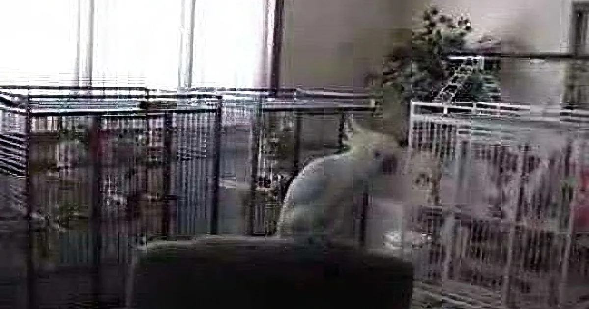A cockatoo perches on a cage, pecking at a newspaper, with other bird cages and a plant in the background.