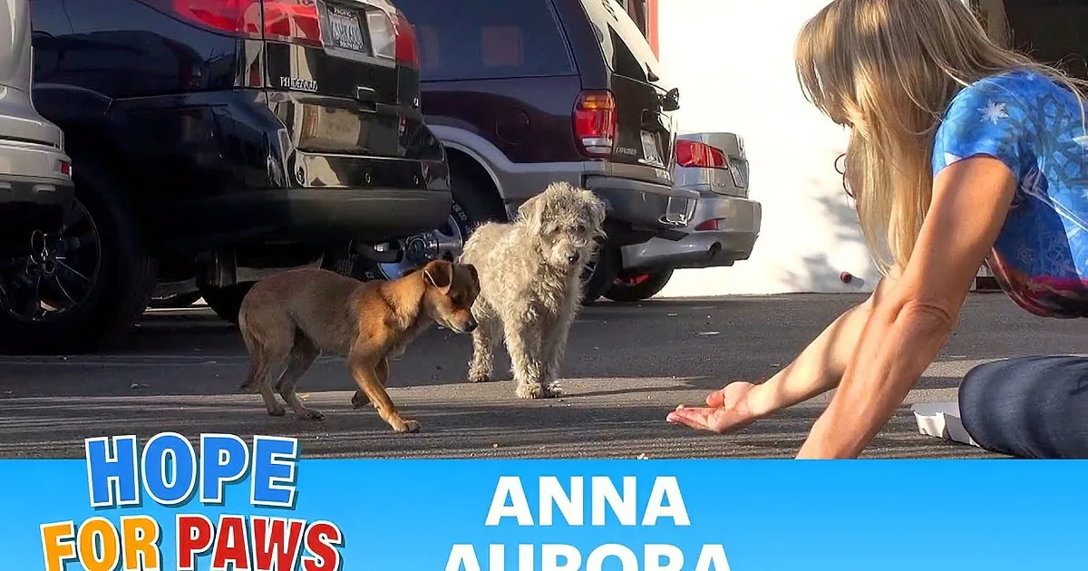 A fluffy, gray dog with a red collar and leash stands on a street, looking up at someone.