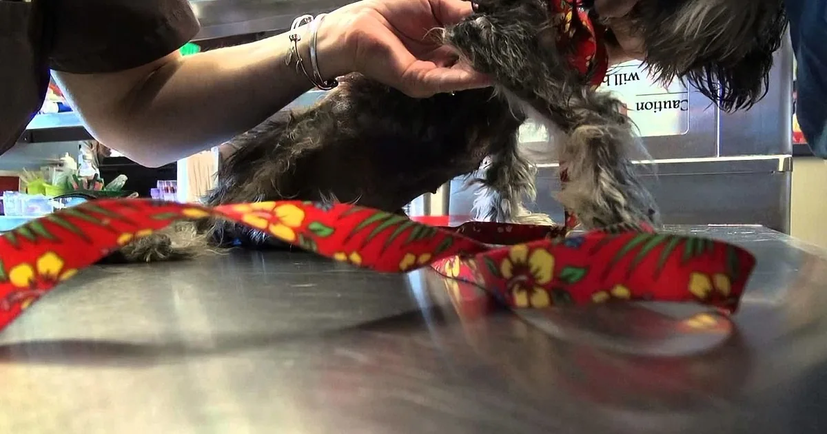 I Was Brought to Tears When I Saw What They Did to This Blind and Homeless Dog!