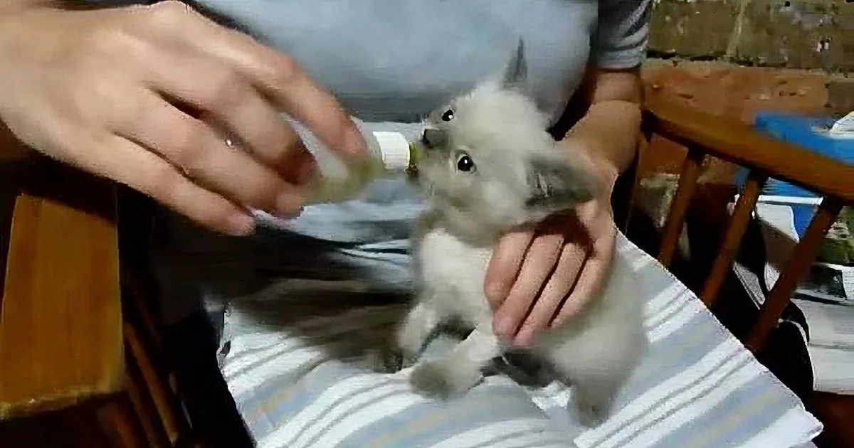 A person is holding and feeding a small, fluffy rabbit with a bottle.