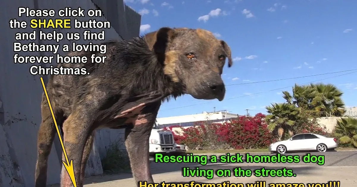 A dog with visible injuries stands on a street, with text urging sharing to help find it a forever home.