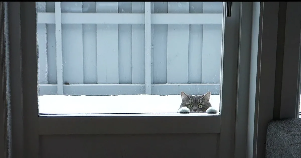 A curious cat peers through a partially open window, its eyes wide and alert.