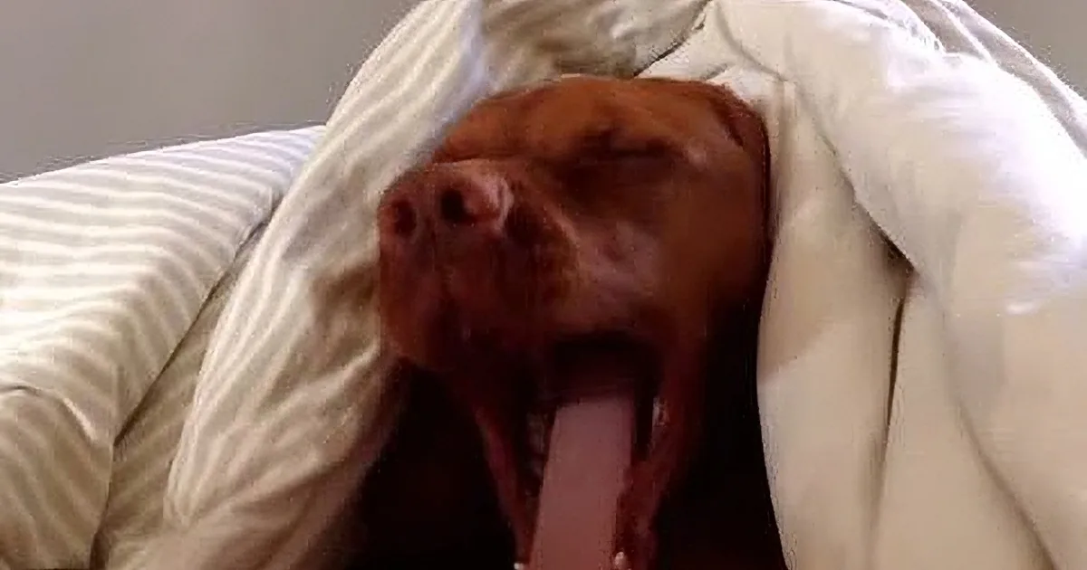A brown dog is sleeping peacefully under a white and striped blanket, with its tongue slightly out.