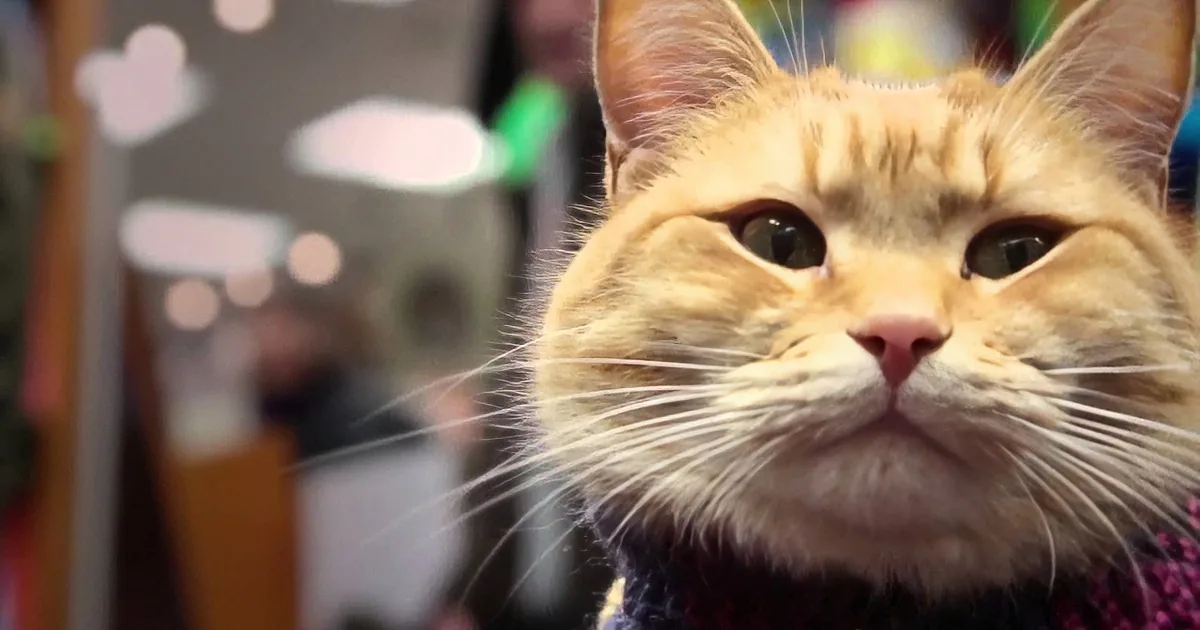 This Street Musician Was Playing All Alone. When a Stray Cat Walked up to Him? I''m Floored!