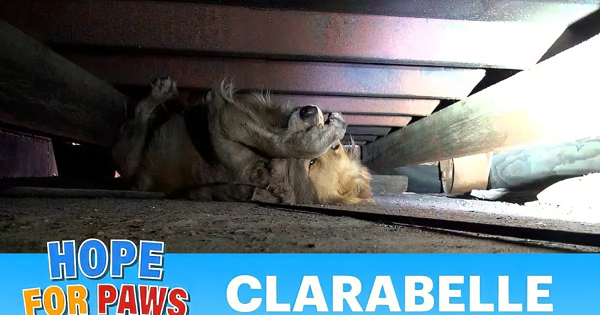 A scared Golden Retriever is hiding under a structure, looking up with a distressed expression.
