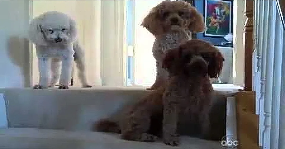 A fluffy white dog stands on a white surface, while a brown dog sits below, both in a home setting.