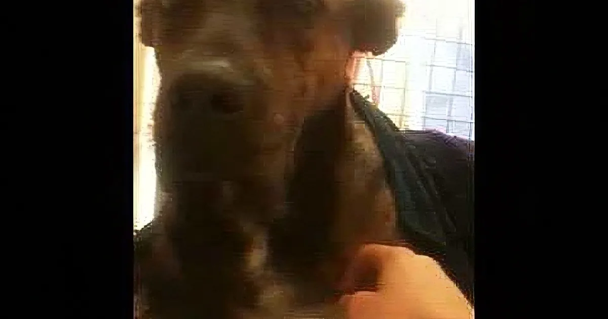 A close-up of a dog's face, with a person partially visible behind it, in a dimly lit room.
