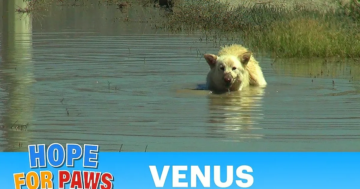 A white bear cub stands in shallow water, surrounded by grass and sand, with text about saving a Coonshenpan.