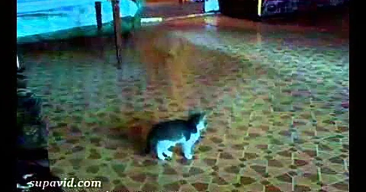 This Cat Came Across a Terrifying Thing. I Wasn''t Expecting Him to Do This Next! OMG!