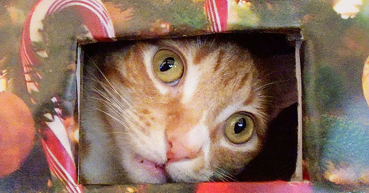 An orange tabby cat with wide eyes is peeking out from a Christmas-themed box.