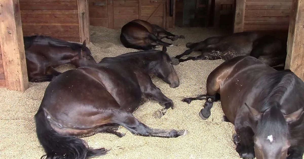 Dark brown horses resting on straw in a wooden stable.