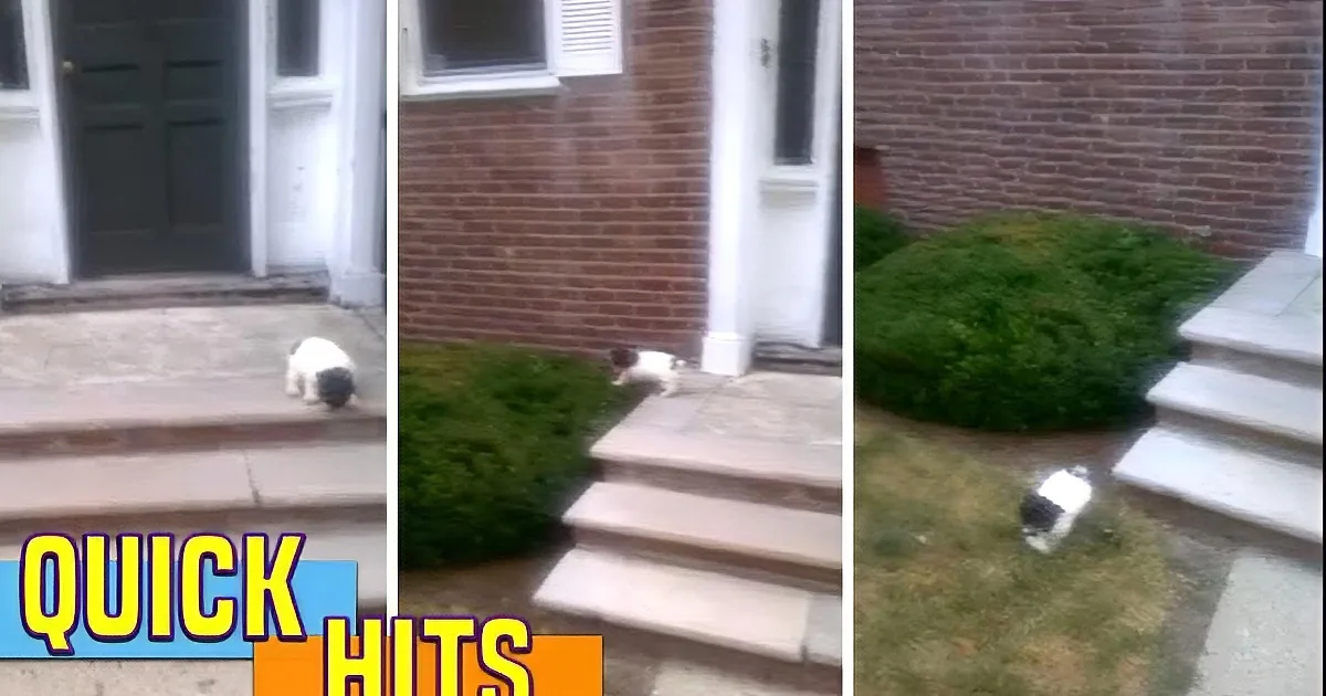 This Puppy Is Terrified of Stairs. How He Decides to Conquer It? I Can''t Stop Laughing!