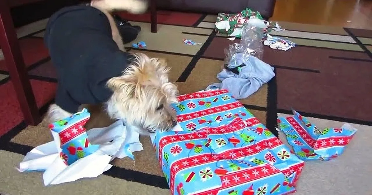 She Wrapped up a Christmas Present for Her Puppy. What He Did Next Left Her in Stitches!
