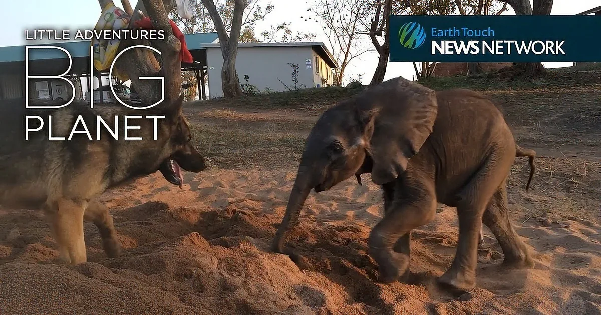 A baby elephant and a dog playfully dig in the sand, with a building and trees in the background.
