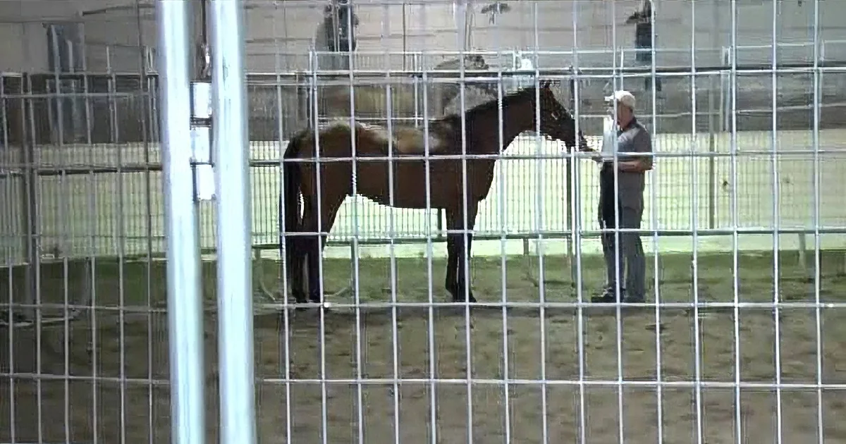 A horse stands in a fenced area, with a person nearby, both appearing calm and stationary.