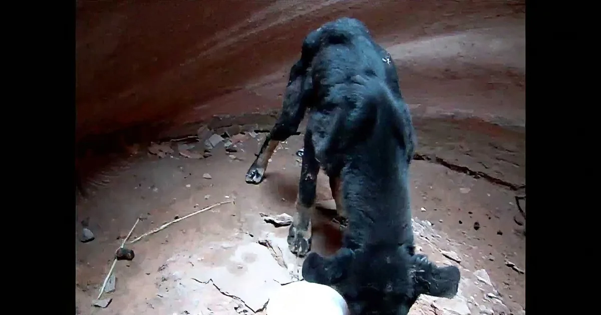 You''re Going to Be Shocked When You See What This Man Found 350 Feet Down a Terrifying Canyon! Sickening!