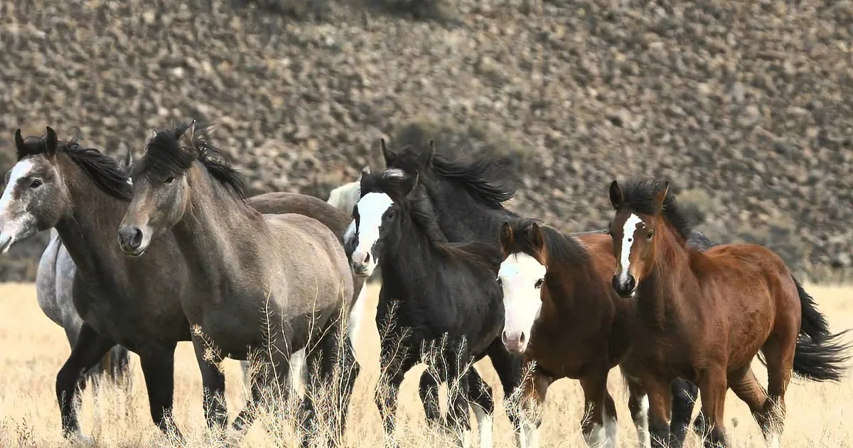 A group of wild horses with varied coat colors runs through a dry, grassy field.