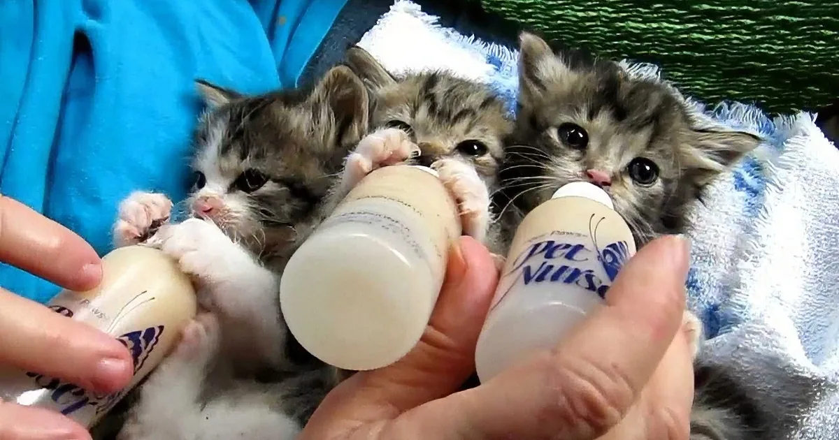 Three tiny kittens being bottle-fed by a person, with one kitten looking directly at the camera.