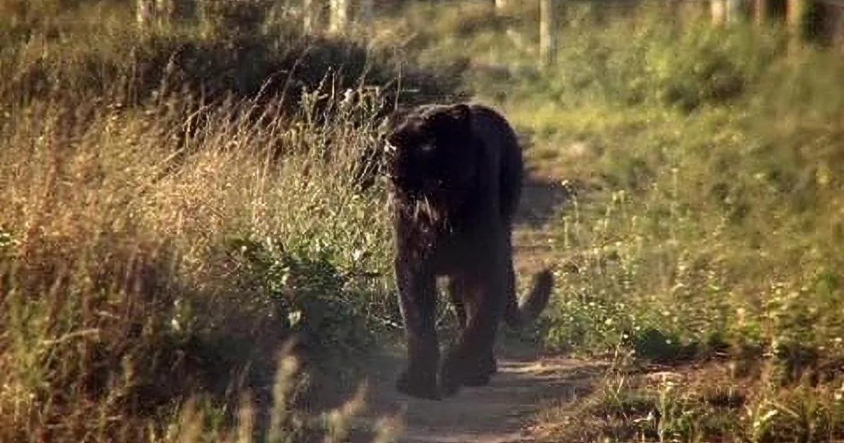 A black panther walks through tall grass and dirt, blending with its surroundings.