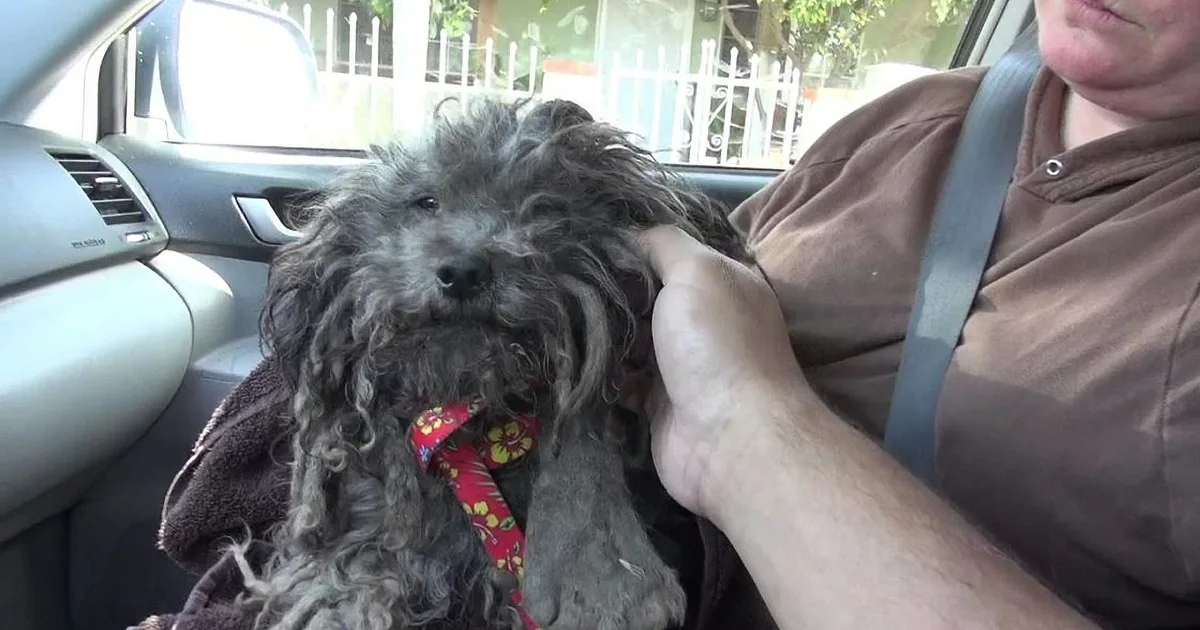 A fluffy, curly-haired dog with a red floral collar sits in a car, being petted by a person wearing a brown shirt and...