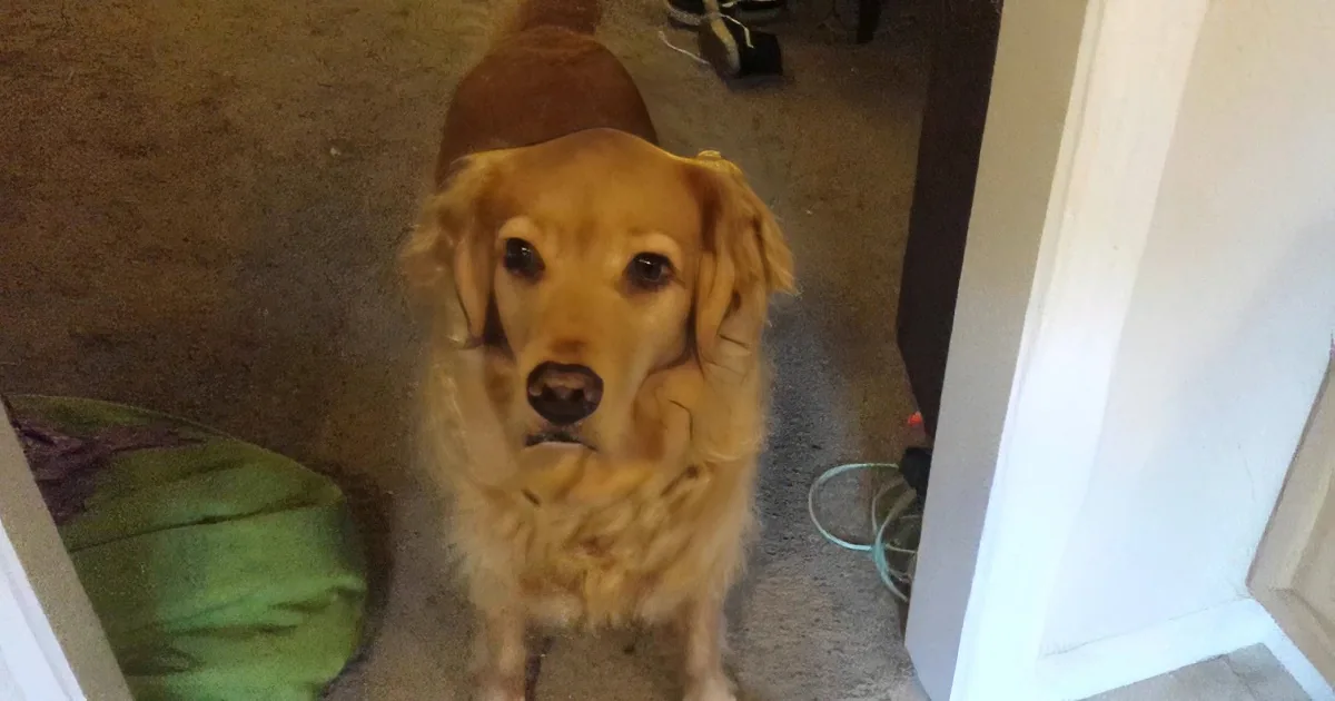 A golden retriever dog sits on a green cushion, looking up with a curious expression.