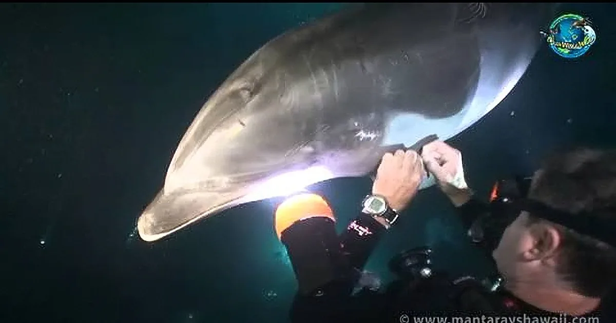 A dolphin swims closely to a diver underwater, with the diver's hand extended towards the dolphin.