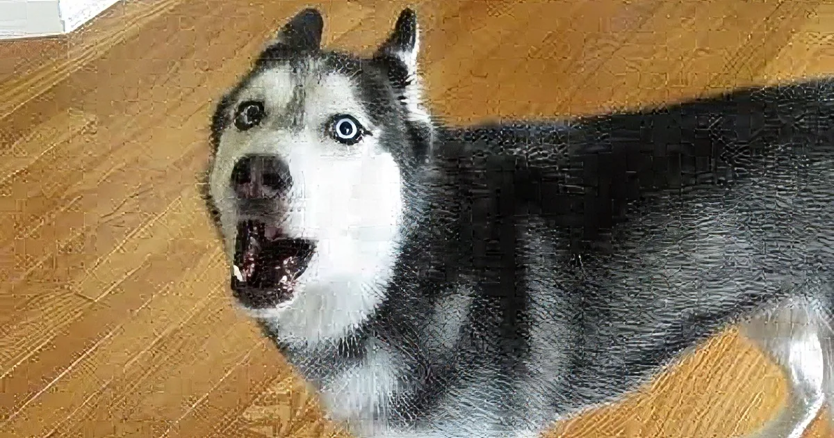 A husky with striking blue eyes and a black and white coat stands on a wooden floor, looking directly at the camera.