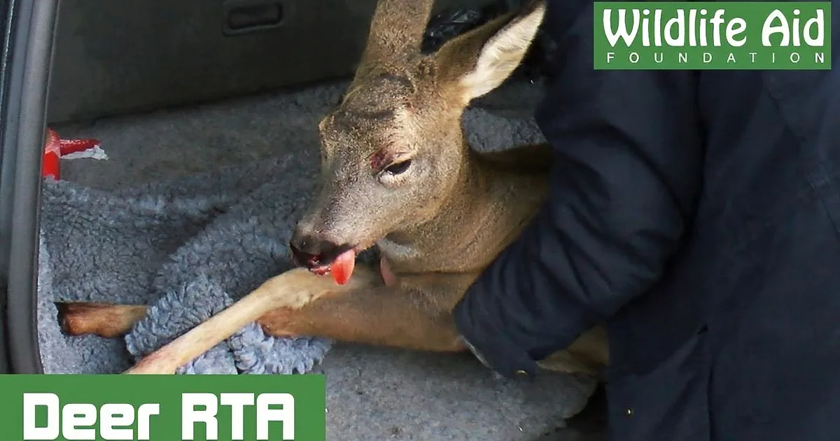 A deer with a visible injury is being held and examined by a person in a vehicle.