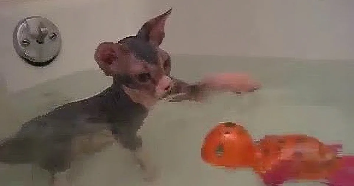 A hairless cat stands in a bathtub filled with water, surrounded by floating tomatoes.